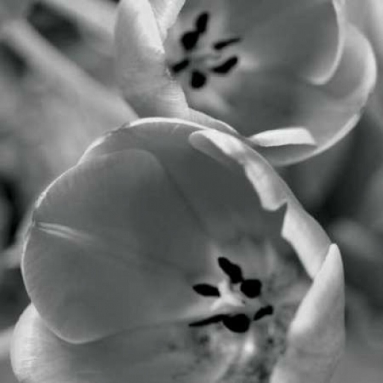 BW Tulips II Poster Print by Erin Berzel - Item # VARPDXPSBZL579